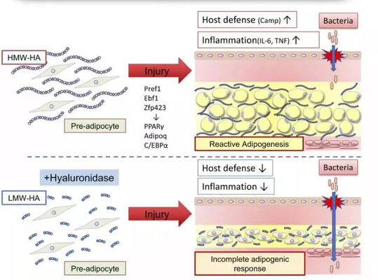 Larutan Lipolitik Botol Lemon Suntikan Untuk Pembakaran Lemak